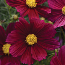 Afbeelding in Gallery-weergave laden, Cosmos bip. Sonata