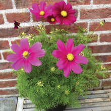 Afbeelding in Gallery-weergave laden, Cosmos bip. Sonata