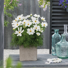 Afbeelding in Gallery-weergave laden, Cosmos bip. Sonata