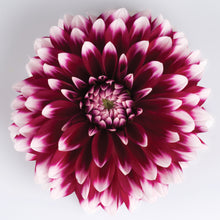 Afbeelding in Gallery-weergave laden, Dahlia