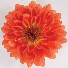 Afbeelding in Gallery-weergave laden, Dahlia