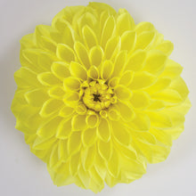 Afbeelding in Gallery-weergave laden, Dahlia