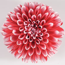 Afbeelding in Gallery-weergave laden, Dahlia