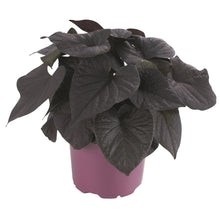 Afbeelding in Gallery-weergave laden, Ipomea batatas