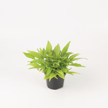 Afbeelding in Gallery-weergave laden, Ipomea batatas