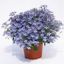 Afbeelding in Gallery-weergave laden, Lobelia