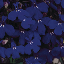 Afbeelding in Gallery-weergave laden, Lobelia