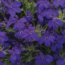 Afbeelding in Gallery-weergave laden, Lobelia