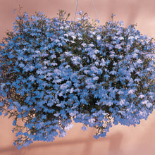 Afbeelding in Gallery-weergave laden, Lobelia