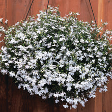 Afbeelding in Gallery-weergave laden, Lobelia
