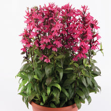 Afbeelding in Gallery-weergave laden, Lobelia