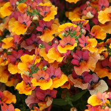 Afbeelding in Gallery-weergave laden, Nemesia