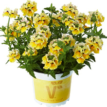 Afbeelding in Gallery-weergave laden, Nemesia