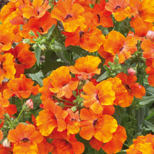 Afbeelding in Gallery-weergave laden, Nemesia