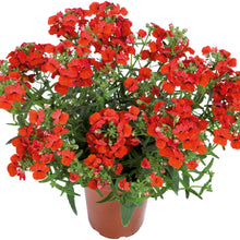 Afbeelding in Gallery-weergave laden, Nemesia