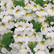 Afbeelding in Gallery-weergave laden, Nemesia