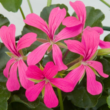 Afbeelding in Gallery-weergave laden, Balcon - enkele afhanger