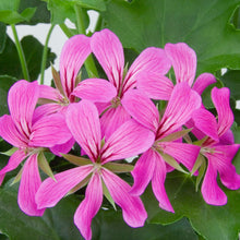 Afbeelding in Gallery-weergave laden, Balcon - enkele afhanger