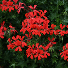 Afbeelding in Gallery-weergave laden, Balcon - enkele afhanger