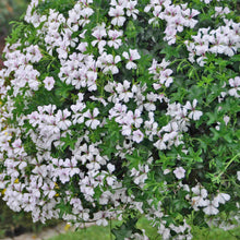 Afbeelding in Gallery-weergave laden, Balcon - enkele afhanger
