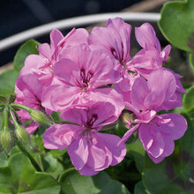 Afbeelding in Gallery-weergave laden, Pelargonium - dubbel afhanger