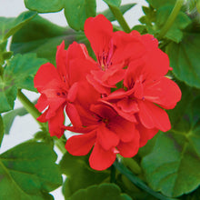 Afbeelding in Gallery-weergave laden, Pelargonium - dubbel afhanger