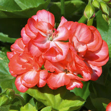 Afbeelding in Gallery-weergave laden, Pelargonium - dubbel afhanger