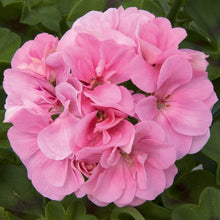 Afbeelding in Gallery-weergave laden, Pelargonium - dubbel afhanger
