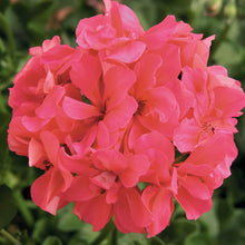 Afbeelding in Gallery-weergave laden, Pelargonium - dubbel afhanger