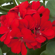 Afbeelding in Gallery-weergave laden, Pelargonium - dubbel afhanger
