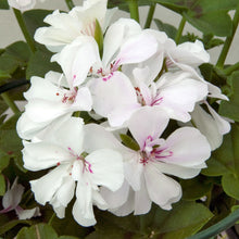 Afbeelding in Gallery-weergave laden, Pelargonium - dubbel afhanger