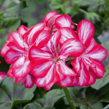 Afbeelding in Gallery-weergave laden, Pelargonium - dubbel afhanger