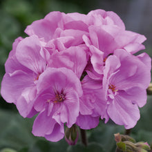 Afbeelding in Gallery-weergave laden, Pelargonium - rechte geranium