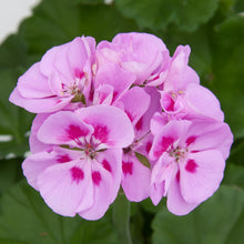 Afbeelding in Gallery-weergave laden, Pelargonium - rechte geranium