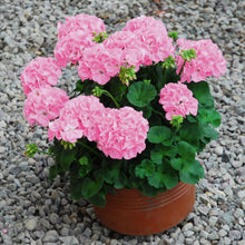 Afbeelding in Gallery-weergave laden, Pelargonium - rechte geranium