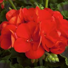 Afbeelding in Gallery-weergave laden, Pelargonium - rechte geranium