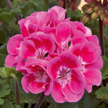 Afbeelding in Gallery-weergave laden, Pelargonium - rechte geranium