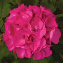 Afbeelding in Gallery-weergave laden, Pelargonium - rechte geranium