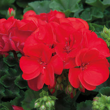 Afbeelding in Gallery-weergave laden, Pelargonium - rechte geranium