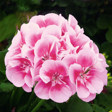 Afbeelding in Gallery-weergave laden, Pelargonium - rechte geranium