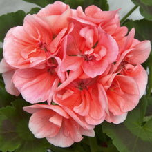 Afbeelding in Gallery-weergave laden, Pelargonium - rechte geranium