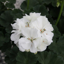 Afbeelding in Gallery-weergave laden, Pelargonium - rechte geranium