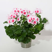 Afbeelding in Gallery-weergave laden, Pelargonium - rechte geranium