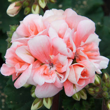 Afbeelding in Gallery-weergave laden, Pelargonium - rechte geranium