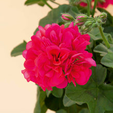 Afbeelding in Gallery-weergave laden, Pelargonium - dubbel afhanger