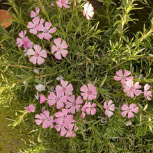 Afbeelding in Gallery-weergave laden, Phlox subulata