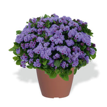 Afbeelding in Gallery-weergave laden, Ageratum