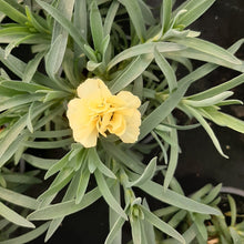 Afbeelding in Gallery-weergave laden, Anjers - Dianthus