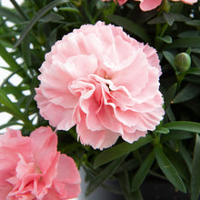 Afbeelding in Gallery-weergave laden, Anjers - Dianthus