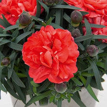 Afbeelding in Gallery-weergave laden, Anjers - Dianthus